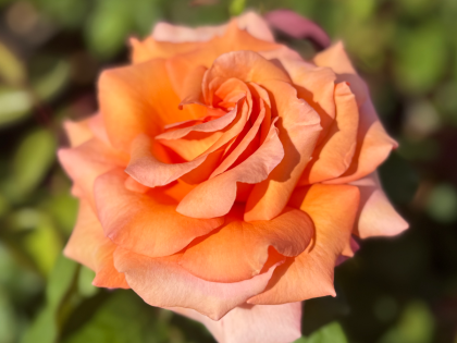 Warm Wishes Rose - Memorial Gifts for Loss of Mother Warm Wishes Rose - Memorial Gifts for Loss of Mother Image