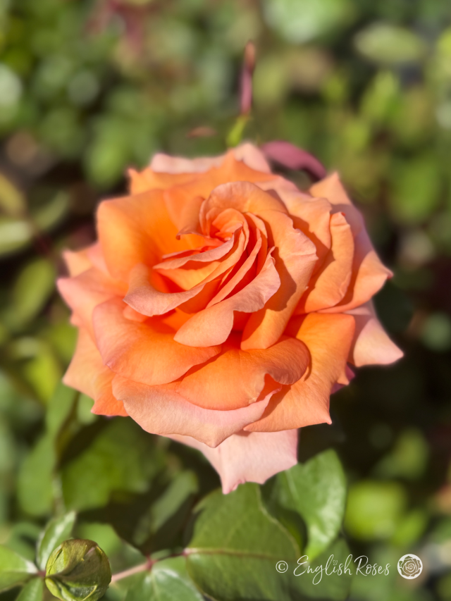 Golden 50th Anniversary Rose - Wedding Anniversary Gift - English Roses