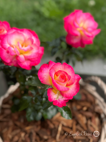 You're My Everything Rose Close Up Pink Cream Blend Blooms in Basket