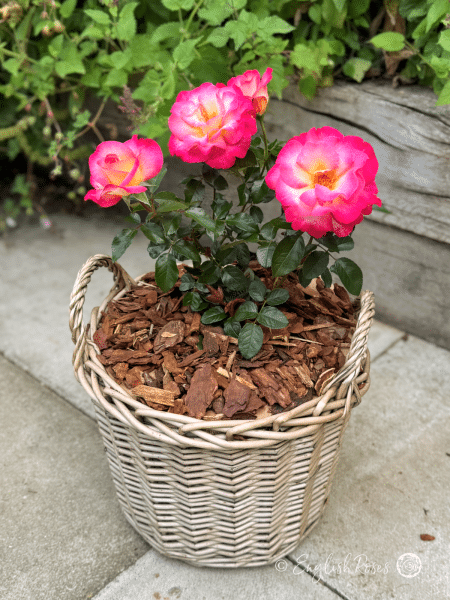 You're My Everything Rose Gift Planted Basket Main Image - Patio garden with gift planted pink and cream rose