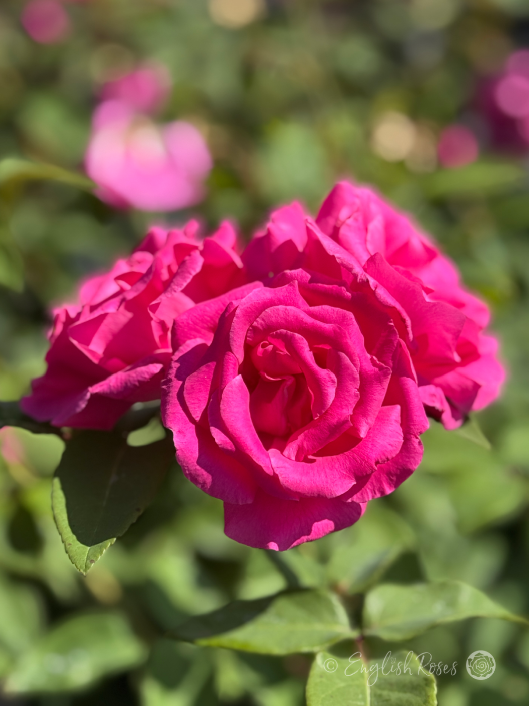 Zepherine Drouhin Rose Multiple Blooms - bright pink climbing rose with green foliage