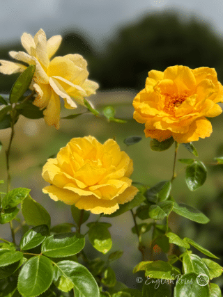 Yellow Scented Rose For Walls - Climbing Arthur Bell Rose