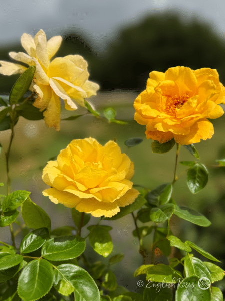Scented Rose Gift For Grandad - English Roses Planted Basket - Image 3