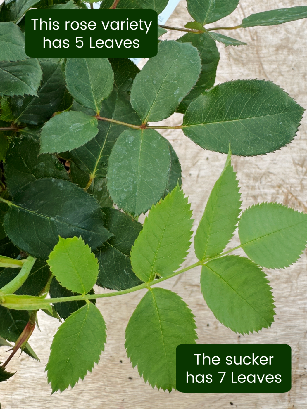 English Roses Sucker Leaf Image - comparing the rose leaf to a sucker