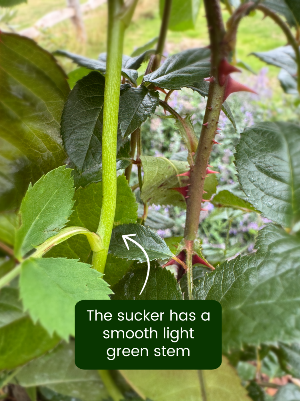 English Roses Sucker Stem Image - Comparing the stems