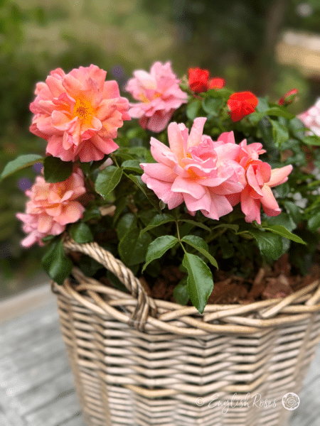 Summer Beauty Rose Close Up Rose Blooms in Basket - Pink Apricot pink tone roses
