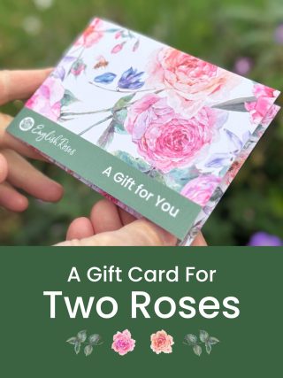 English Roses Gift Voucher - Two Roses