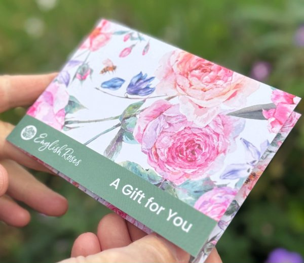English Roses 100th Birthday Letterbox Gifts - Single Rose Gift Card