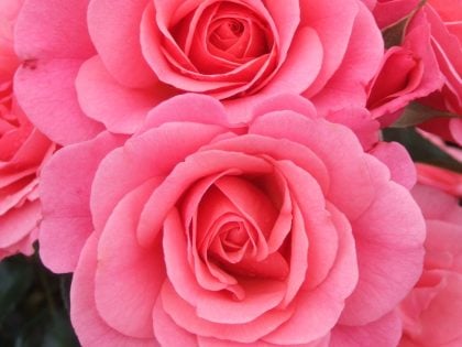 Anne's Rose Image