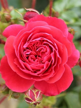 Gift of Friendship Rose