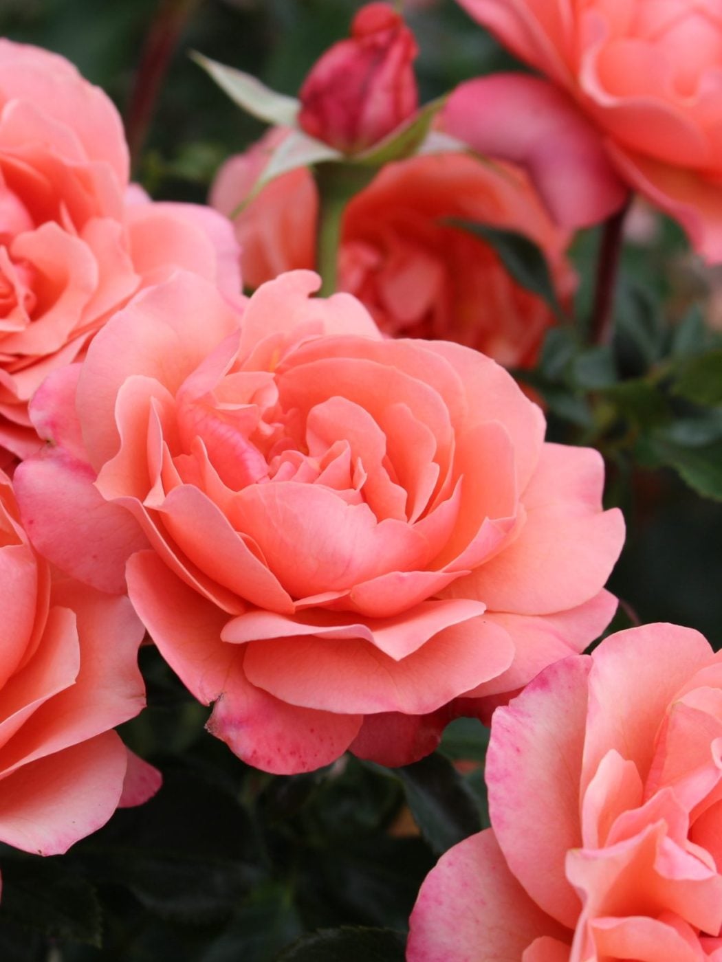 Coral Gardens Rose - Rose of The Year 2026 - English Roses