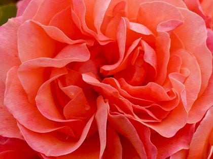 A Rose For Coral - English Roses Gift A Rose For Coral - English Roses Gift Image