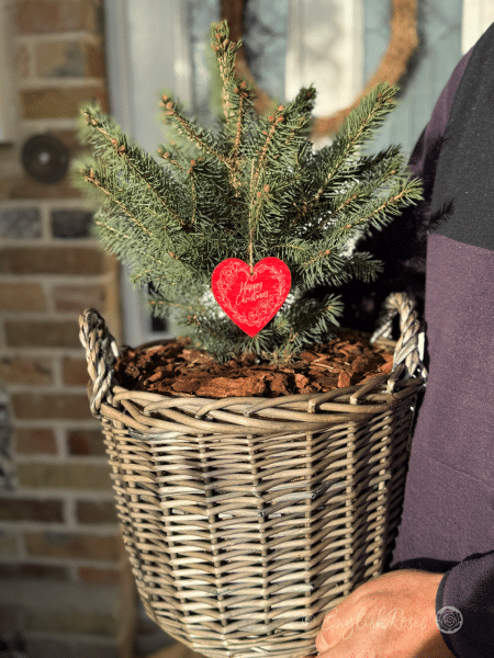 English Roses Christmas Tree - holding the basket outside for scale