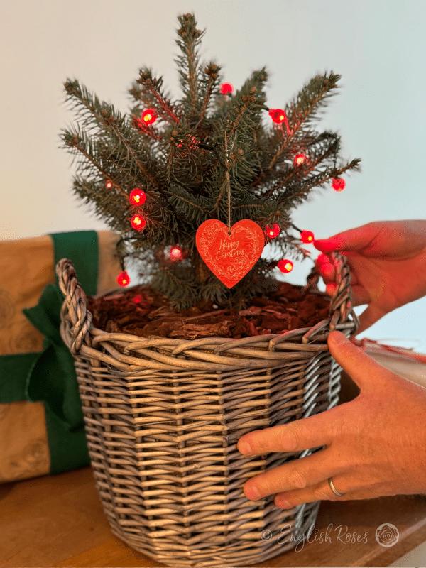 English Roses Christmas Tree - Ready planted Blue Spruce Christmas Tree