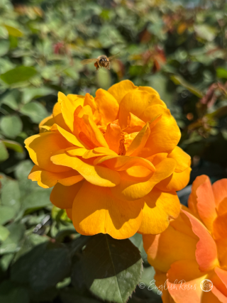 Good As Gold Rose