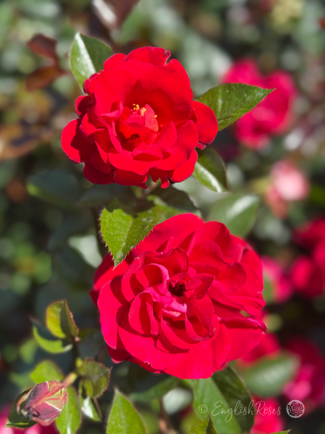 Ruby Wedding Day Rose - 40th Anniversary Gift - English Roses