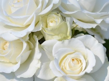 Precious Diamond Rose Precious Diamond Rose Image