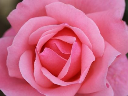 Queen Elizabeth Rose Queen Elizabeth Rose Image