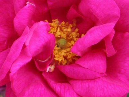 Apothecary's Rose Apothecary's Rose Image