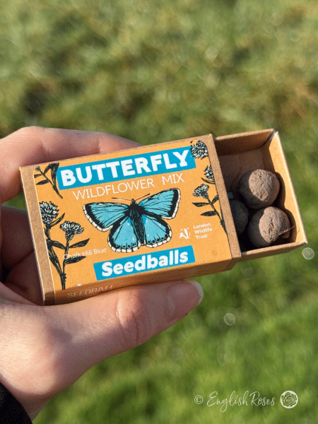 Butterfly Wildflower Seedball Matchbox hand holding matchbox
