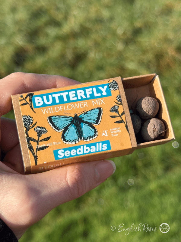 Butterfly Wildflower Seedball Matchbox hand holding matchbox