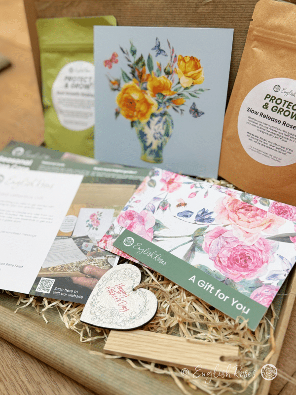 English Roses Mother's Day Letterbox Gift Inside - Inside the letterbox gift containing a gift voucher to choose a rose plus rose growing essentials.