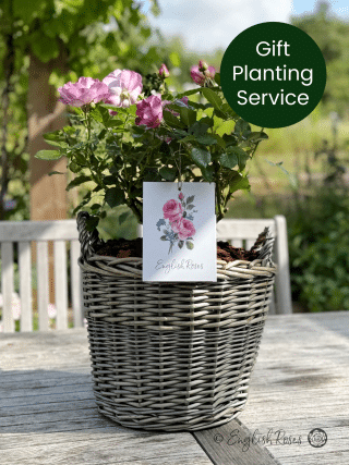 Large Willow Basket - Gift Plant Your Rose