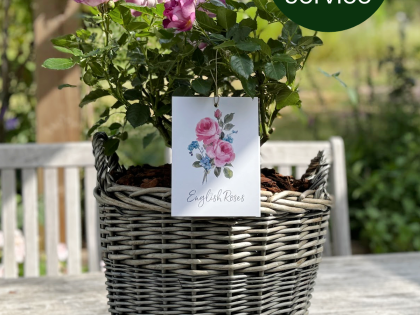 Large Willow Basket - Gift Plant Your Rose Image