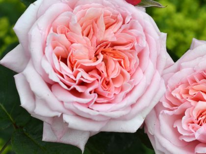 Never Ending Story Rose Never Ending Story Rose Image