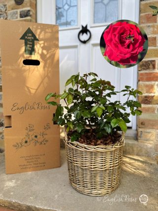 Scented Rose Gift For A Valentine - English Roses Planted Basket
