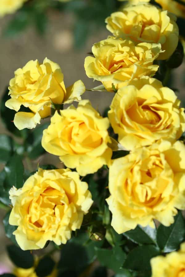 Yellow Patio Rose - Awesome Gift Ideas For Son