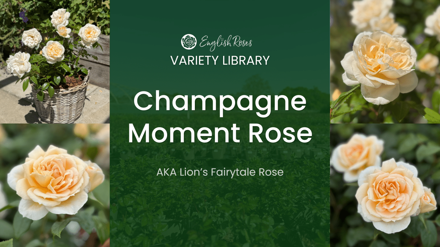 ERVL_Champagne Moment Rose Thumbnail