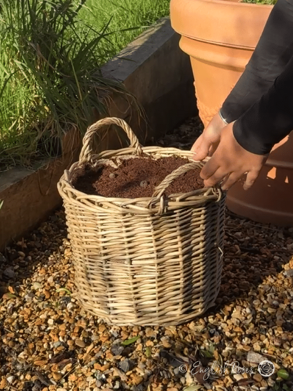 Wildflower Growing Kit - English Roses Planting Basket