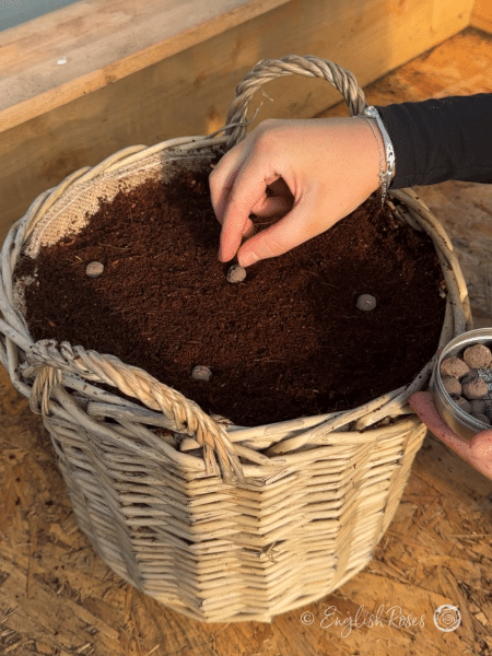 Wildflower Growing Kit - English Roses Planting Basket - Image 3