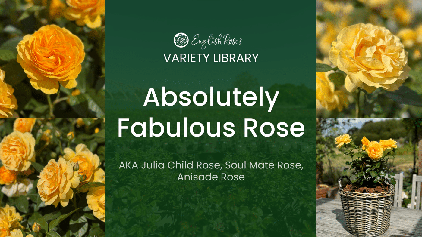 ERVL_Absolutely Fabulous Rose Thumbnail