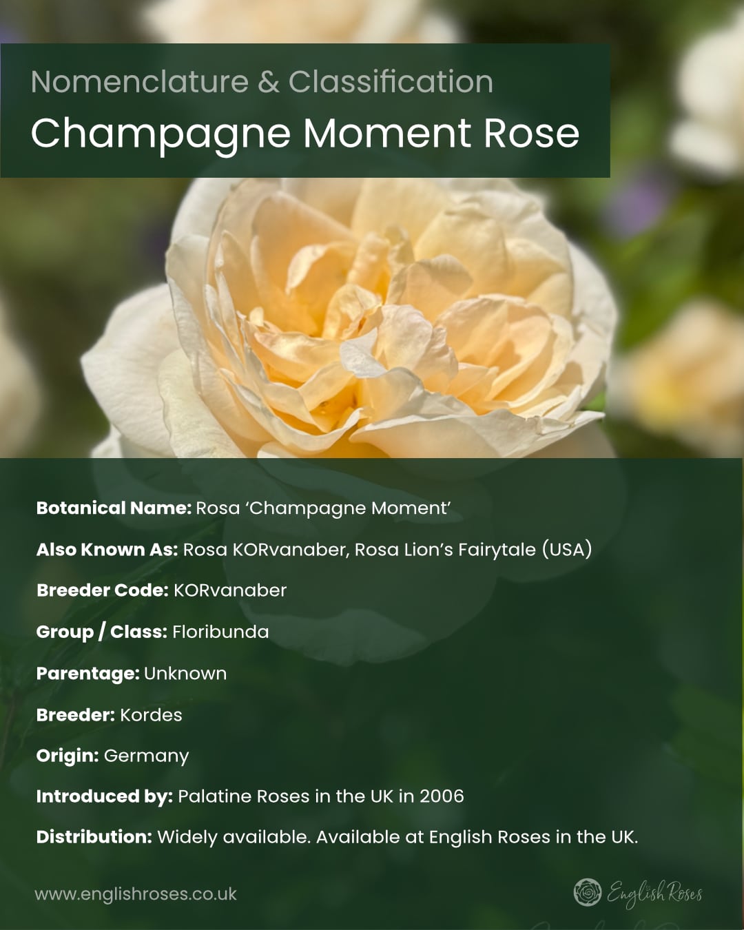 ERVL_Champagne Moment Rose Nomenclature and classification