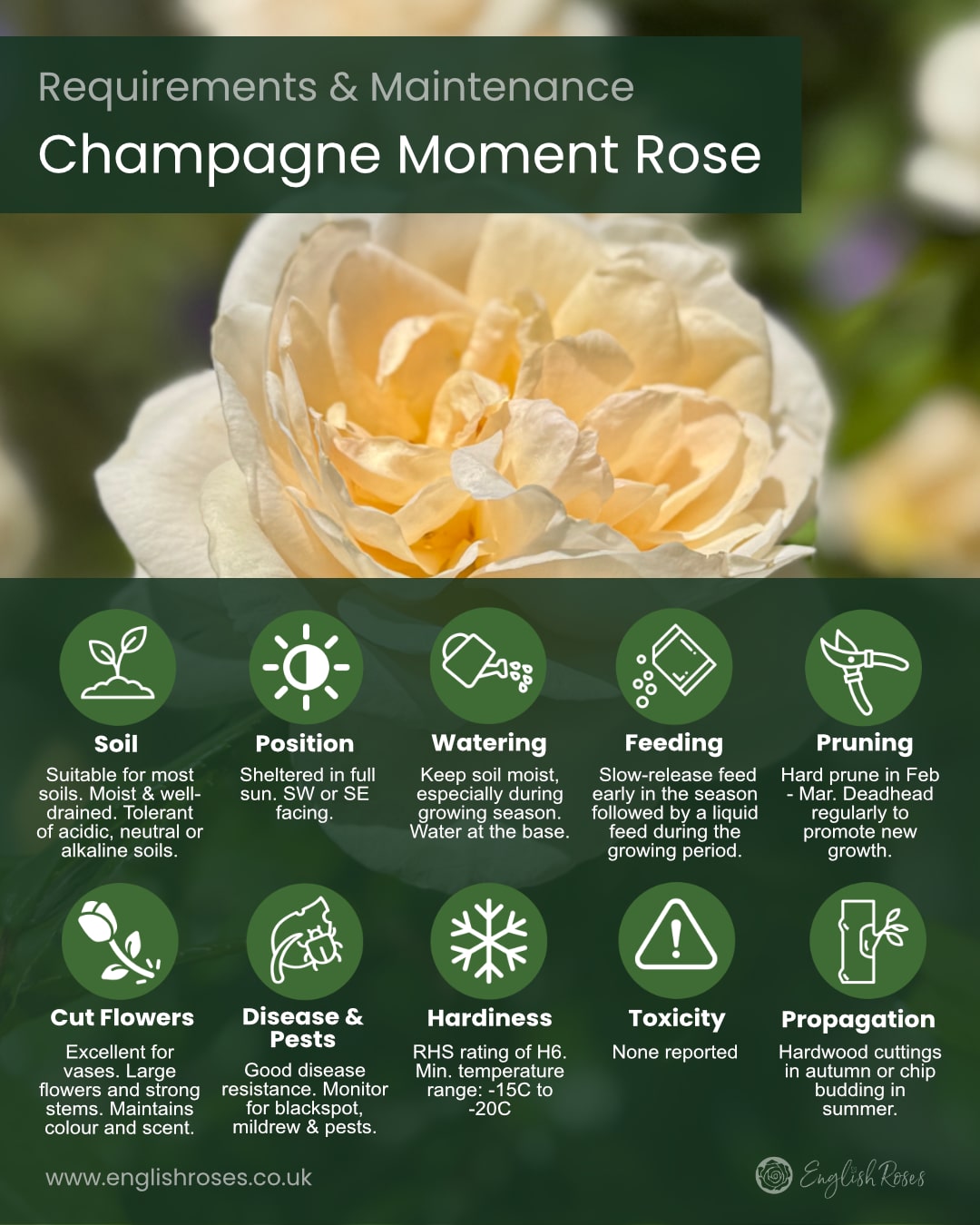 ERVL_Champagne Moment Rose Requirements and maintenance