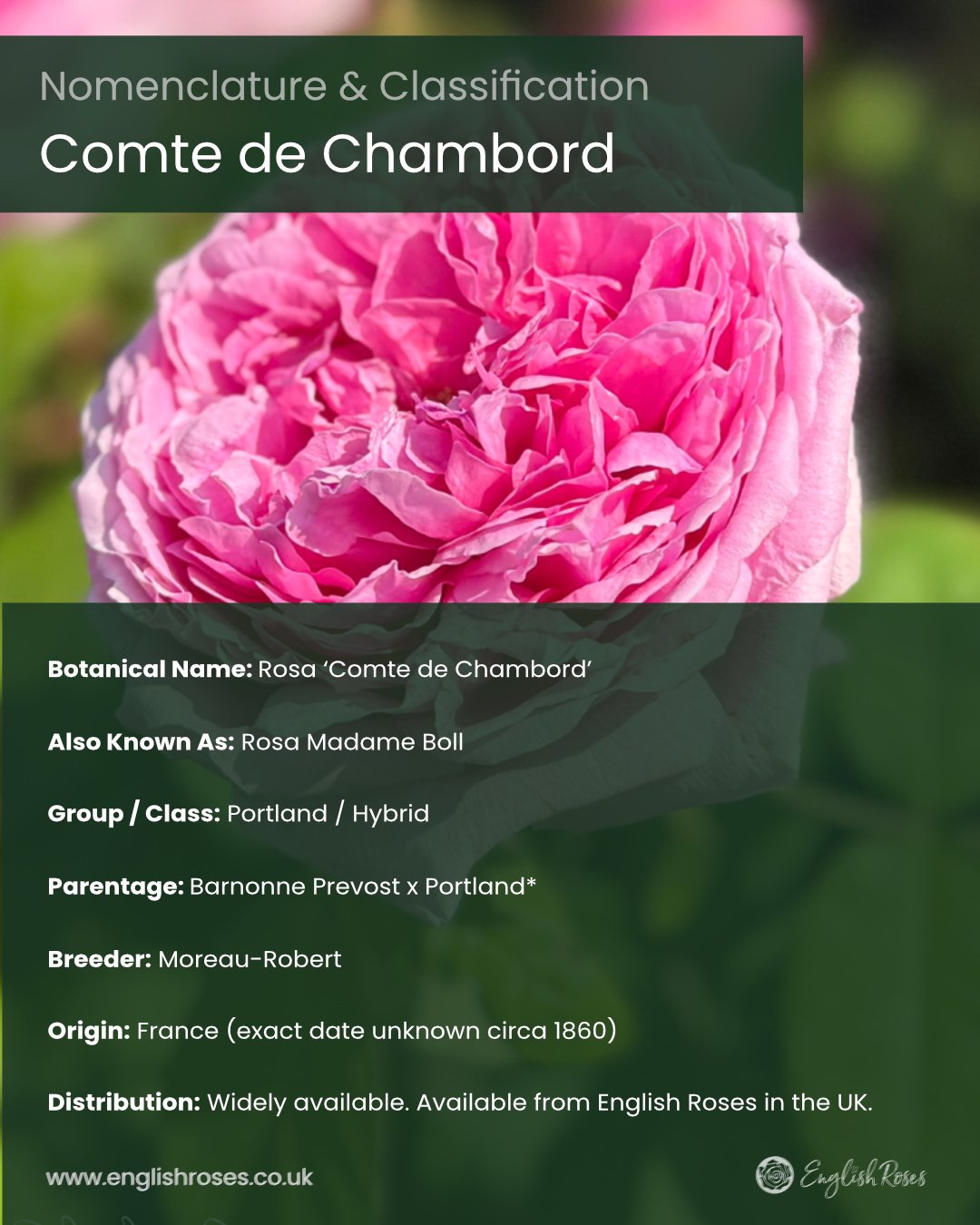 ERVL_Comte de Chambord Rose Nomenclature and classification