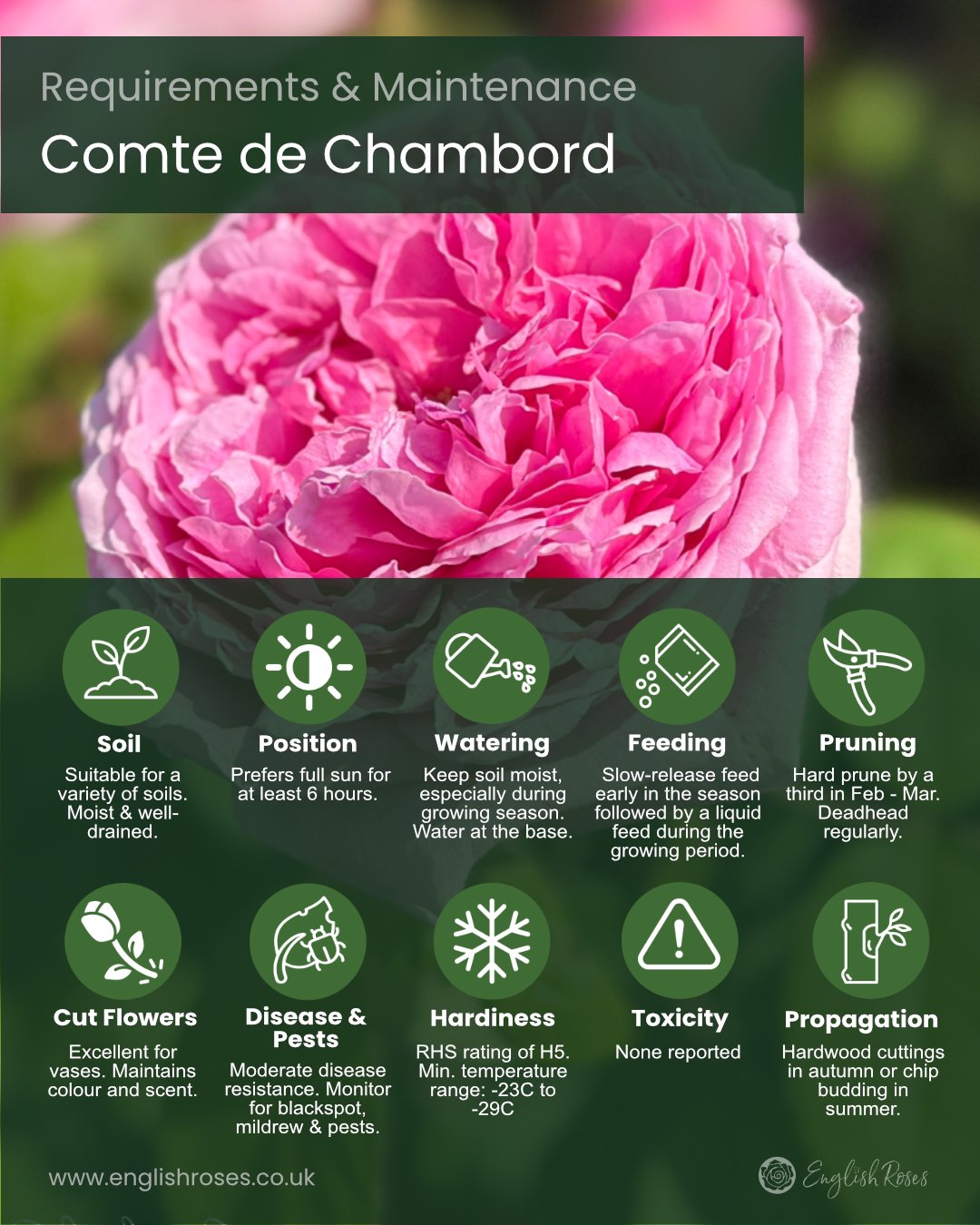 ERVL_Comte de Chambord Rose Requirements and maintenance