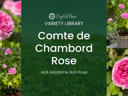 ERVL_Comte de Chambord Rose Thumbnail