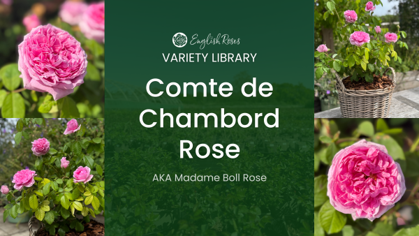 ERVL_Comte de Chambord Rose Thumbnail
