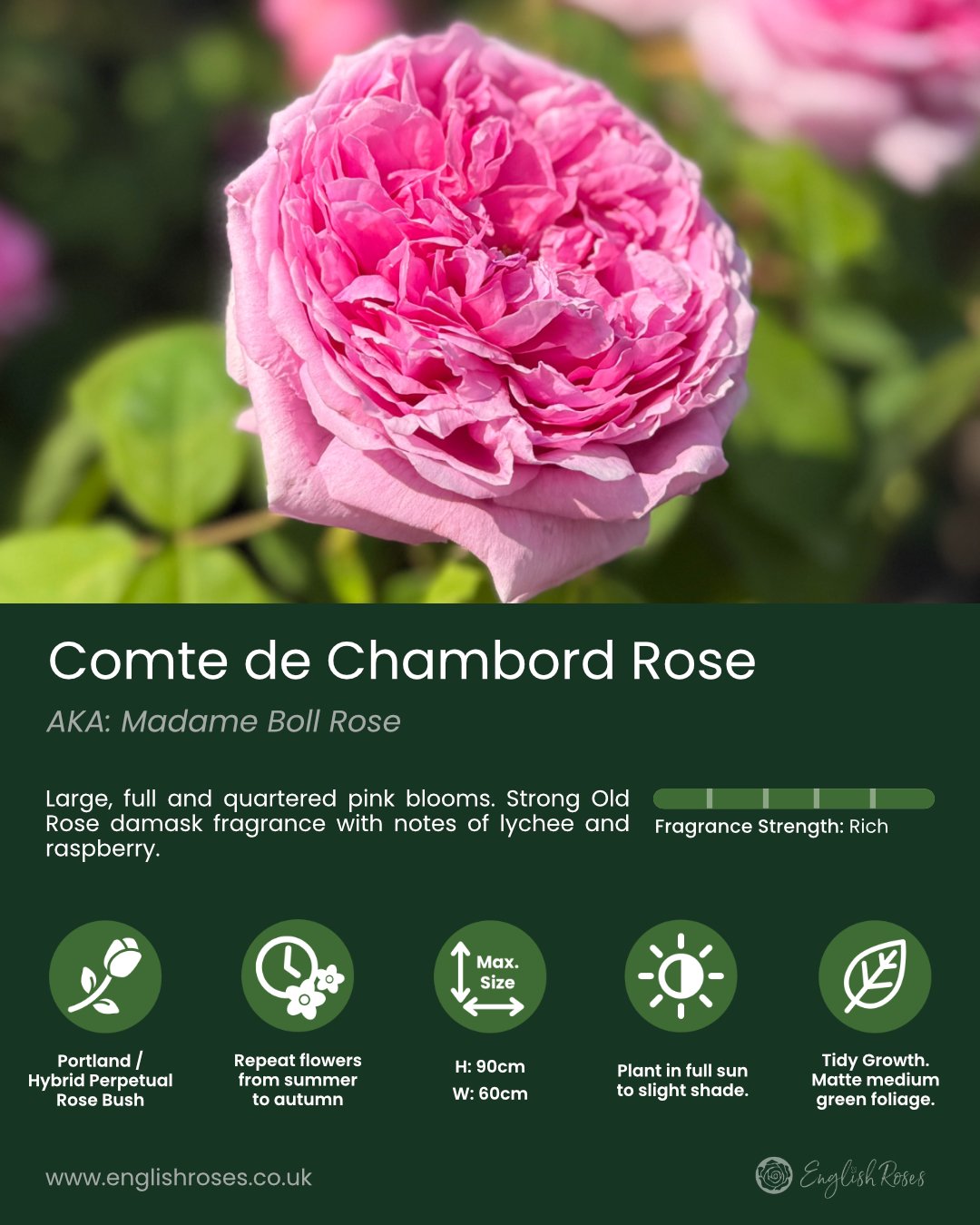 ERVL_Comte de Chambord Rose Variety Summary Label_