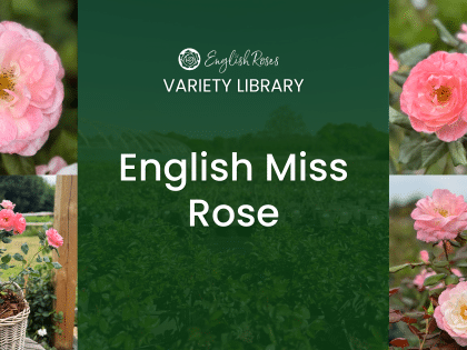 ERVL_English Miss Rose Thumbnail