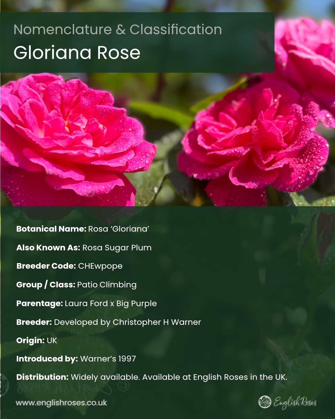 ERVL_Gloriana Rose Nomenclature and classification