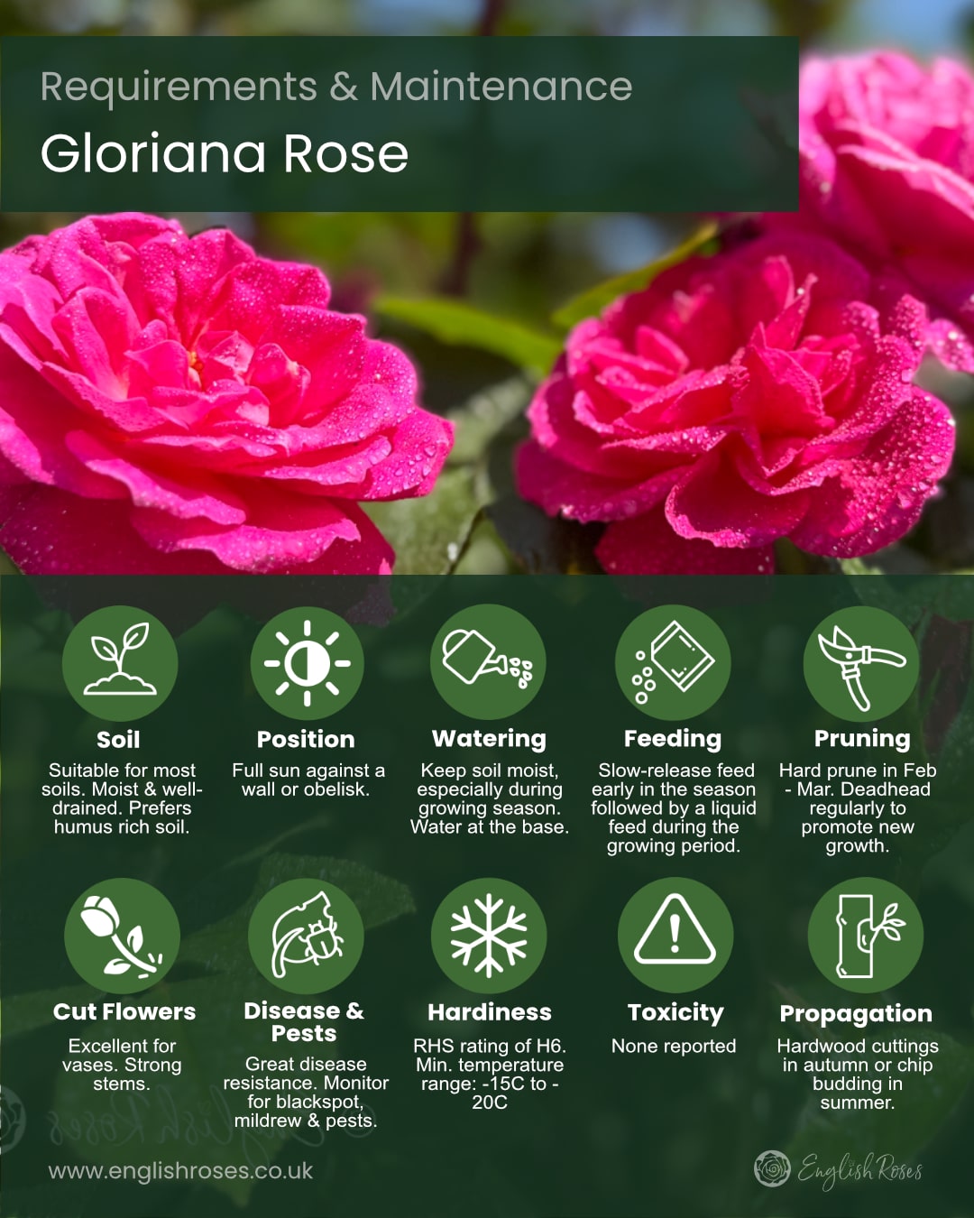 ERVL_Gloriana Rose Requirements and Maintenance