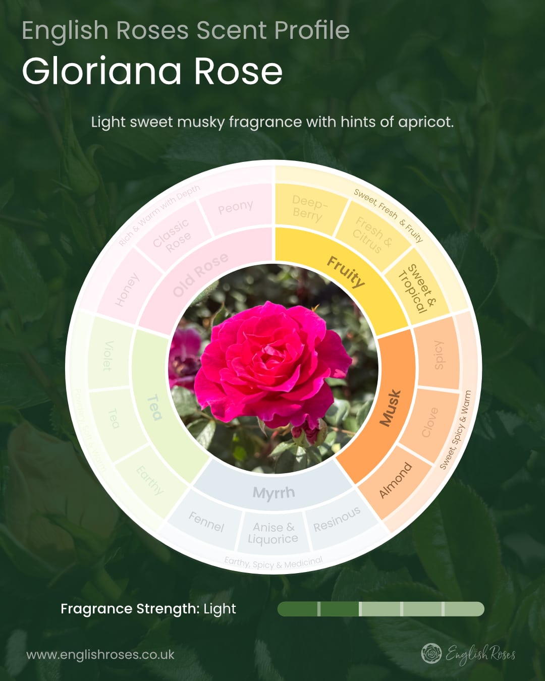 ERVL_Gloriana Scent Profile