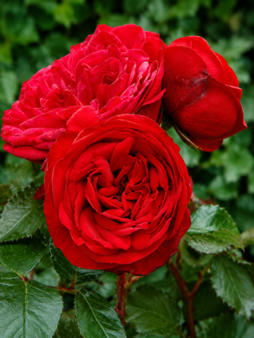 Hope and Glory Rose - Classic Red Rose - English Roses