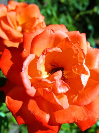 Sunseeker Rose