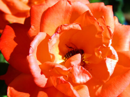 A Rose For Sarah - English Roses Gift A Rose For Sarah - English Roses Gift Image
