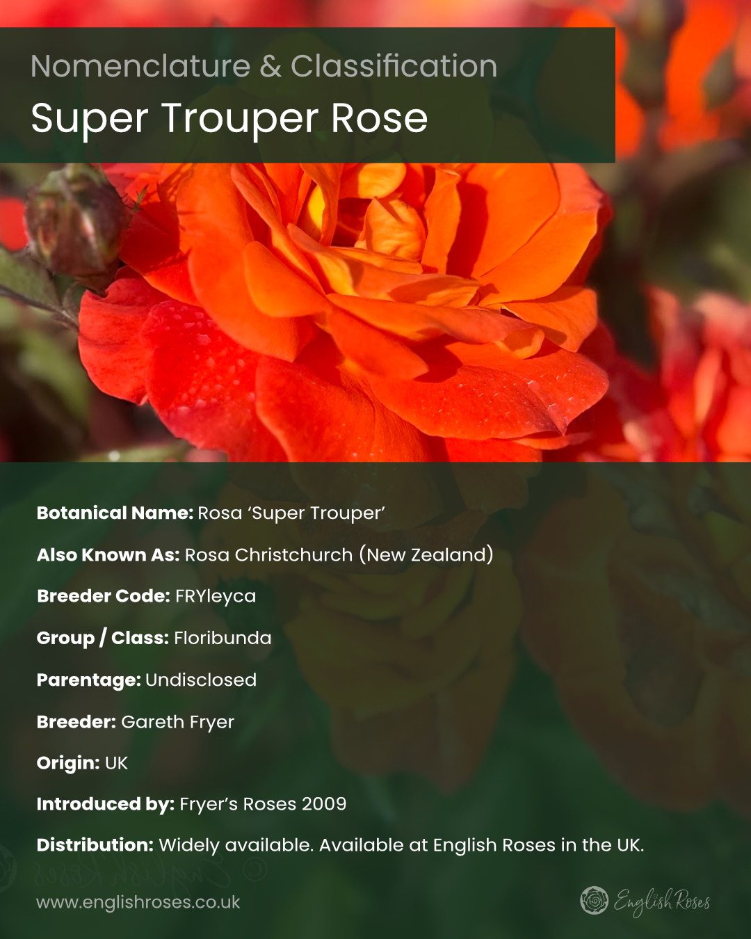 ERVL_Super Trouper Rose Nomenclature & Classification